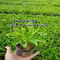 地被植物图1