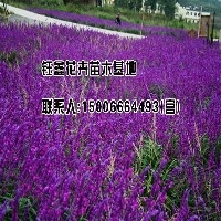 宿根花卉鼠尾草图1