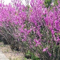 丛生紫荆