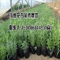 宿根薰衣草