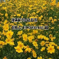 宿根花卉图1