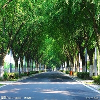 热销的济南银杏实生树批发万人围观中国互联网安全大会