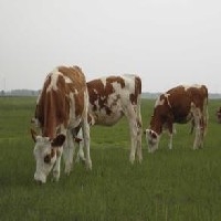 西门塔尔肉牛养殖基地