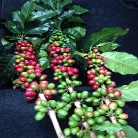泉州咖啡豆