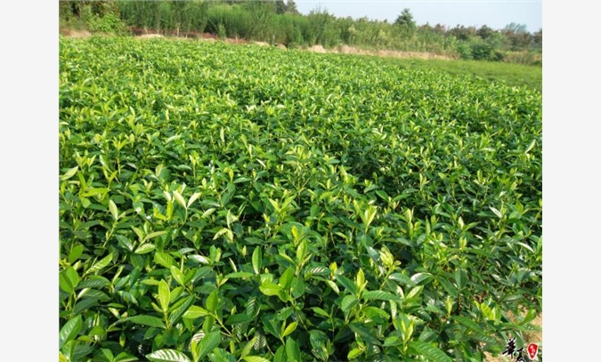 大叶栀子花/小叶栀子花价格