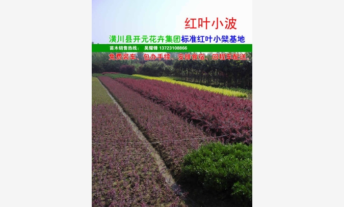 红叶小檗,紫叶小檗，红叶小波图1
