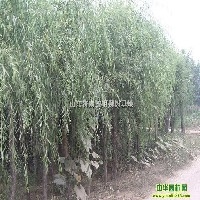 最大的柳樹種植基地，濟南田野綠化苗木花卉種植合作社