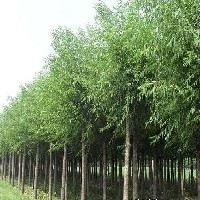济南商河天野绿化苗木为您提供高品质旱柳种植基地，欢迎来电