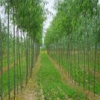 天野绿化提供品种好的竹柳小苗，价格不贵，欢迎咨询