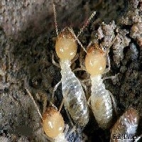 【推荐 】灭白蚁公司/ 专业灭白蚁公司四光环保最好的消杀公司