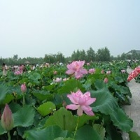 白洋淀荷花节旅游住宿图1