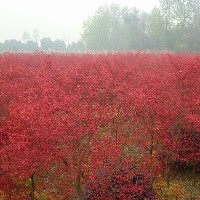 临沂【红枫小苗】专业种植基地，客流量不断，这是要火的节奏啊图1