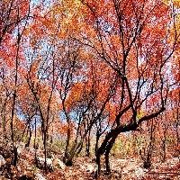 青州黄栌种植||潍坊黄栌种植基地||黄栌批发||俊亮图1