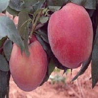 毛桃之王---映霜红桃、桃树新品种、晚熟桃映霜红桃批发价格图1
