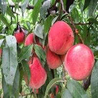 桃树新品种---映霜红桃苗种植、批发、价格最低
