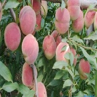 大樱桃苗新品种批发价格、晚熟桃新品种映霜红桃图1