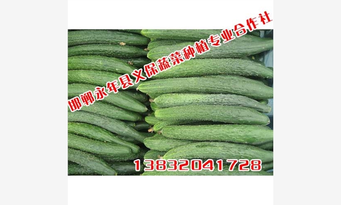 上海有机蔬菜【义保蔬菜】蔬菜种植