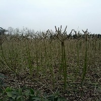 芙蓉花供應(yīng)-供應(yīng)芙蓉花