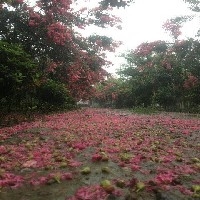 四川紅花紫薇價格