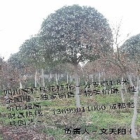 成都高杆桂花