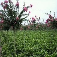 成都市專業(yè)的紅花紫薇供應(yīng)價(jià)格