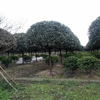 四川成都高杆桂花 四川桂花 成都桂花图1