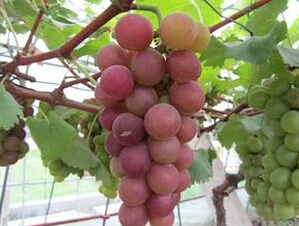 供应神园葡萄鄞红中熟品种