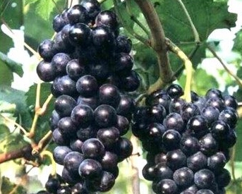 供应夏黑葡萄（早熟品种）