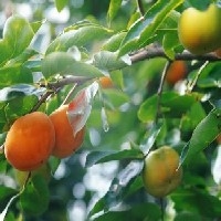 【柿子树】安徽柿子树苗木价格 安徽柿子树苗木培育、供应