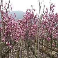 安徽【紫玉兰苗木】培育基地 安徽紫玉兰苗木批发价格图1