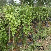 茶花树