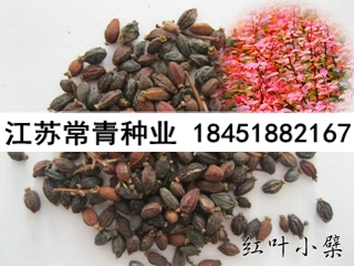 红叶小檗种子价格