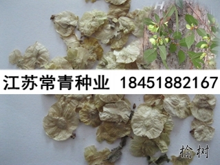 白榆种子价格图1