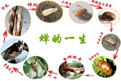 知了猴爬猴种苗虫卵枝