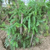 红豆杉盆景图1