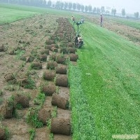 好口碑【武汉草坪供应商，武汉草坪基地，武汉草坪绿化】图1