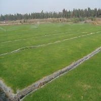 供应【四川地区】四川草坪绿化，四川草坪种植，四川草坪供应商图1