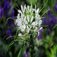 厦门四季草花花坛用花图1