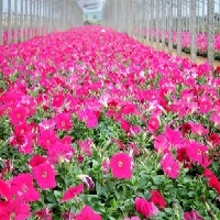 济南花卉基地为您提供价格最低品种最齐全的花卉！