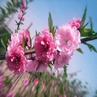 山東菊花碧桃-菊花碧桃種植基地-菊花碧桃價(jià)格