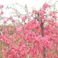 垂枝碧桃【濰坊宏昇觀賞果樹(shù)】垂枝碧桃基地