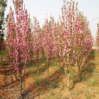 山东菊花碧桃，山东菊花碧桃批发，山东菊花碧桃价格