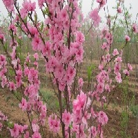 【】菊花碧桃批发商、菊花碧桃价格-潍坊宏昇观赏果树图1