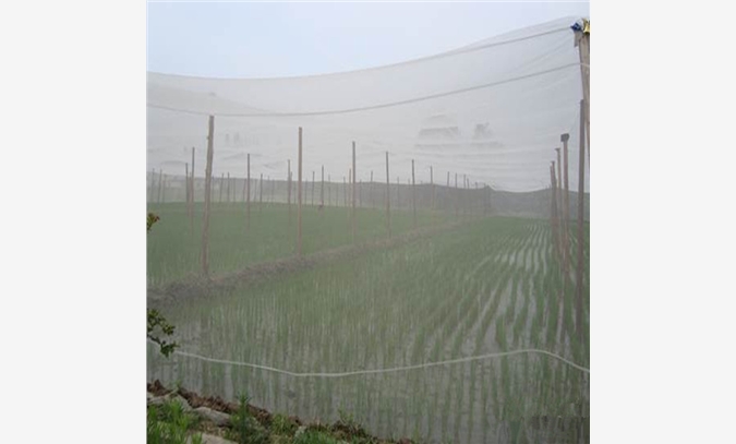 防虫网/蔬菜防虫网