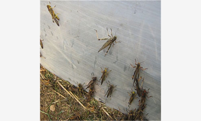 蝗虫养殖网/蚂蚱养殖网图1
