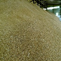 河南玉米收购就找新乡诚亿粮贸 大型玉米收购厂家