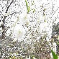 白花山碧桃图1