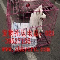 上海宠物托运狗狗托运公司