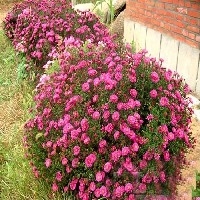 【宿根花卉种植基地】哪家最好？当然是瑞诚了！