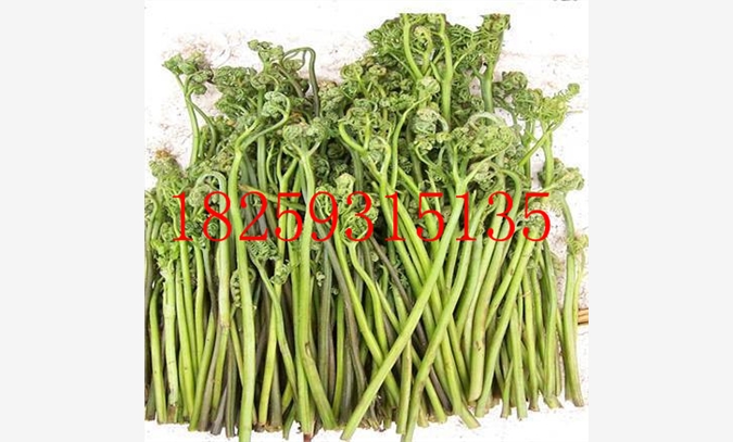 蕨菜种苗价格图1
